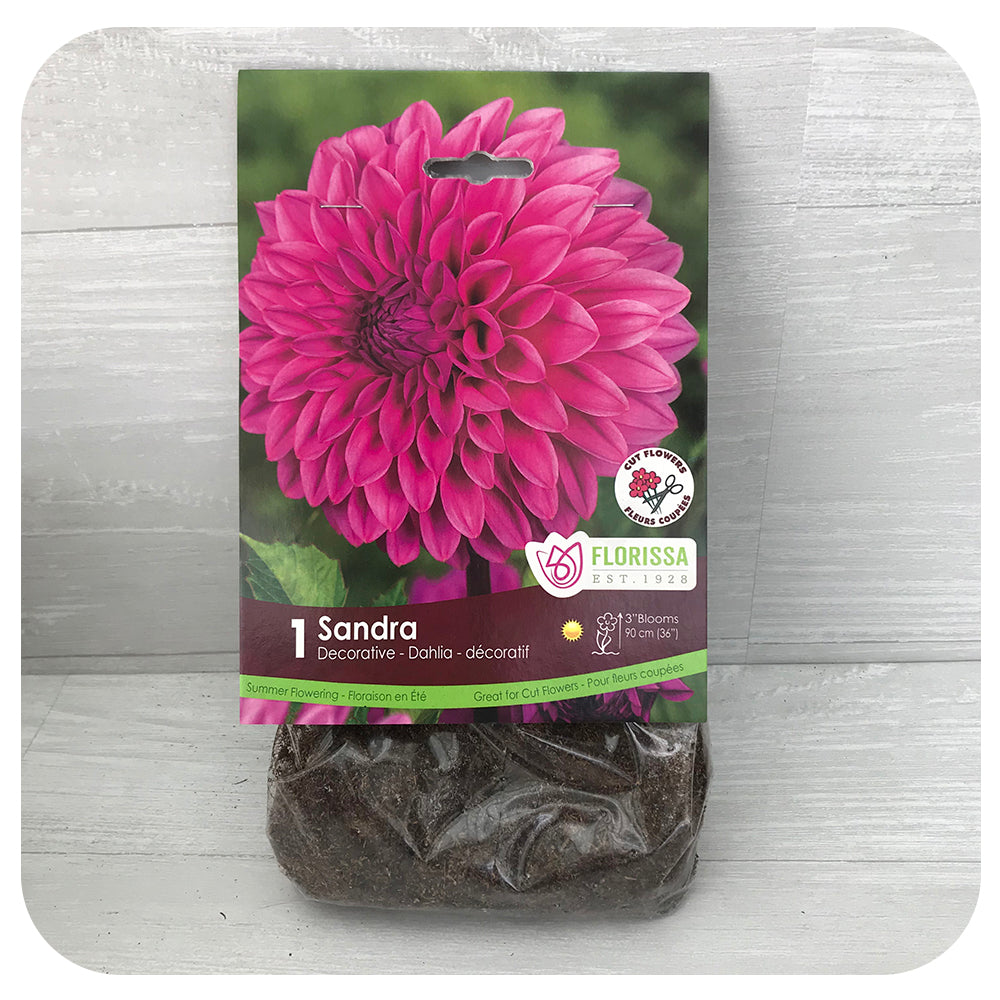 Dahlia Dec - Sandra