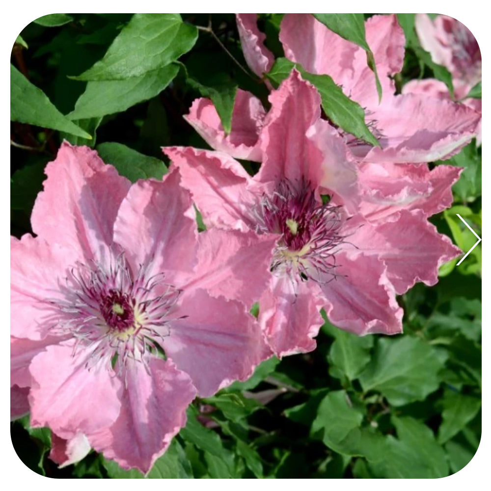 Clematis 'Sarah Elizabeth'