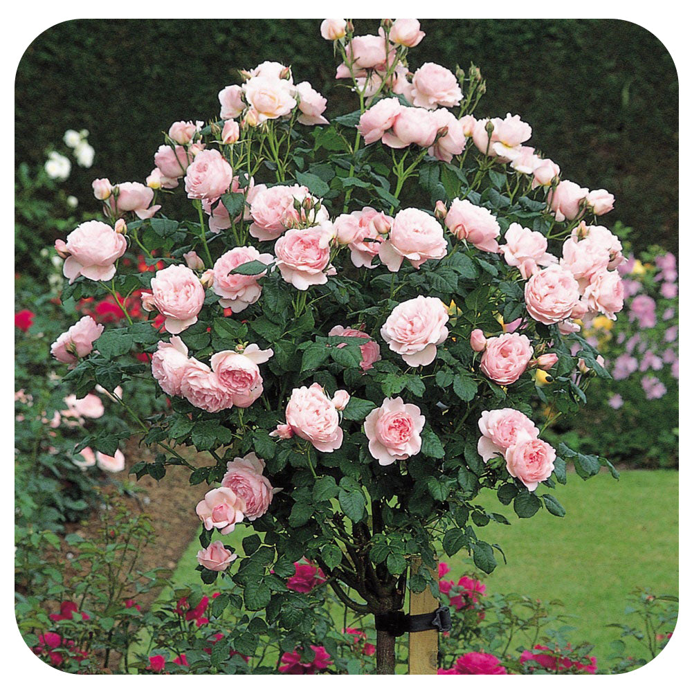 David Austin Tree Rose - Scepter d'Isle