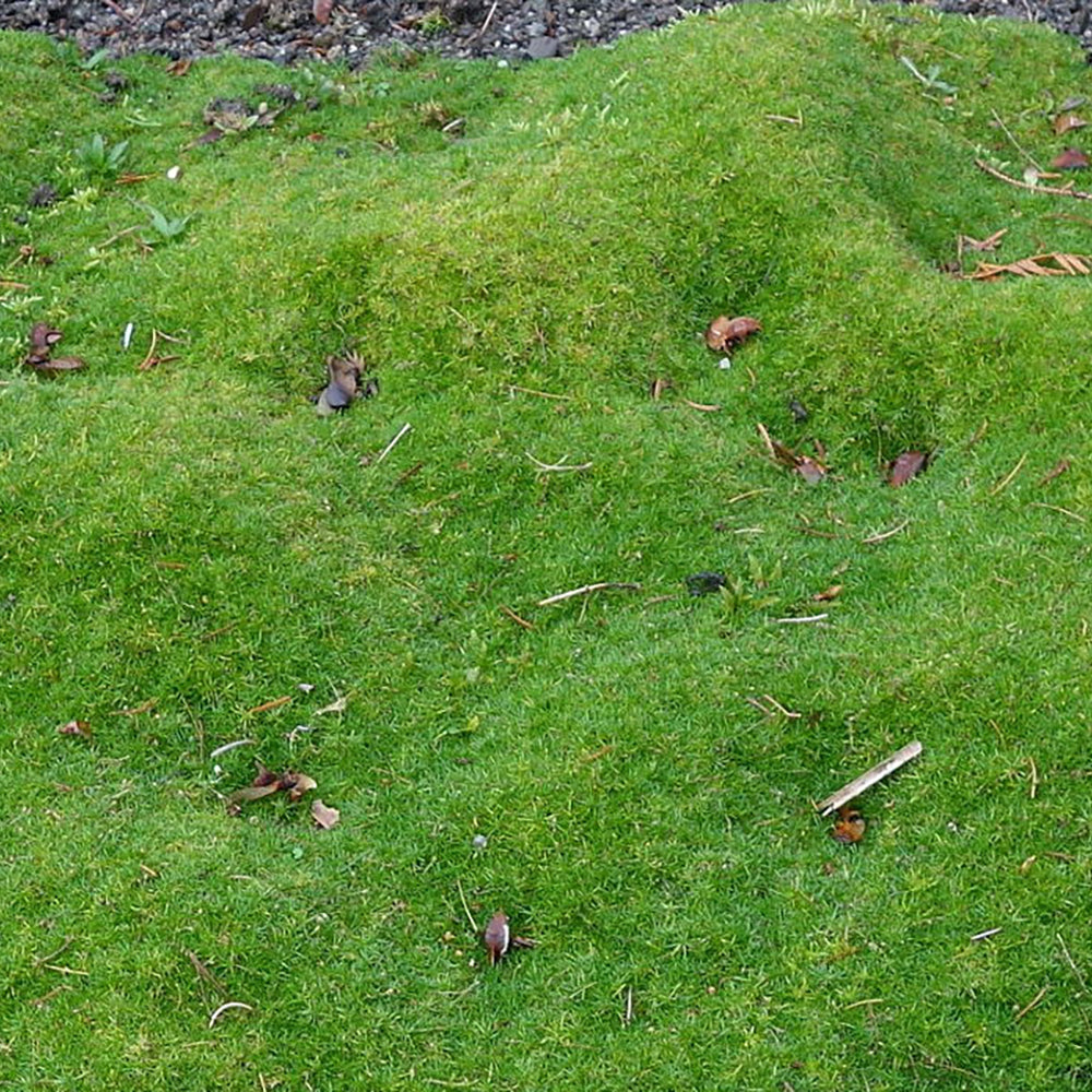 Scotch Moss (Sagina subulata 'Aurea')