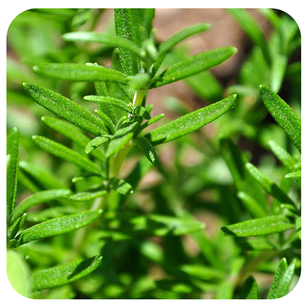 Rosemary - Davenport Garden Centre