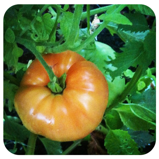 Moskvich Tomato (slicing) - Organic