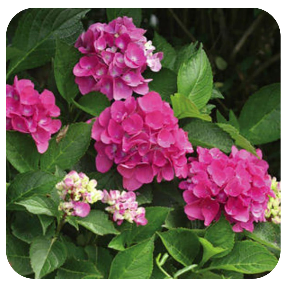 Hydrangea Cityline Venice by Proven Winners
