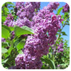 Common Lilac 'Agincourt Beauty' (Syringa vulgaris)