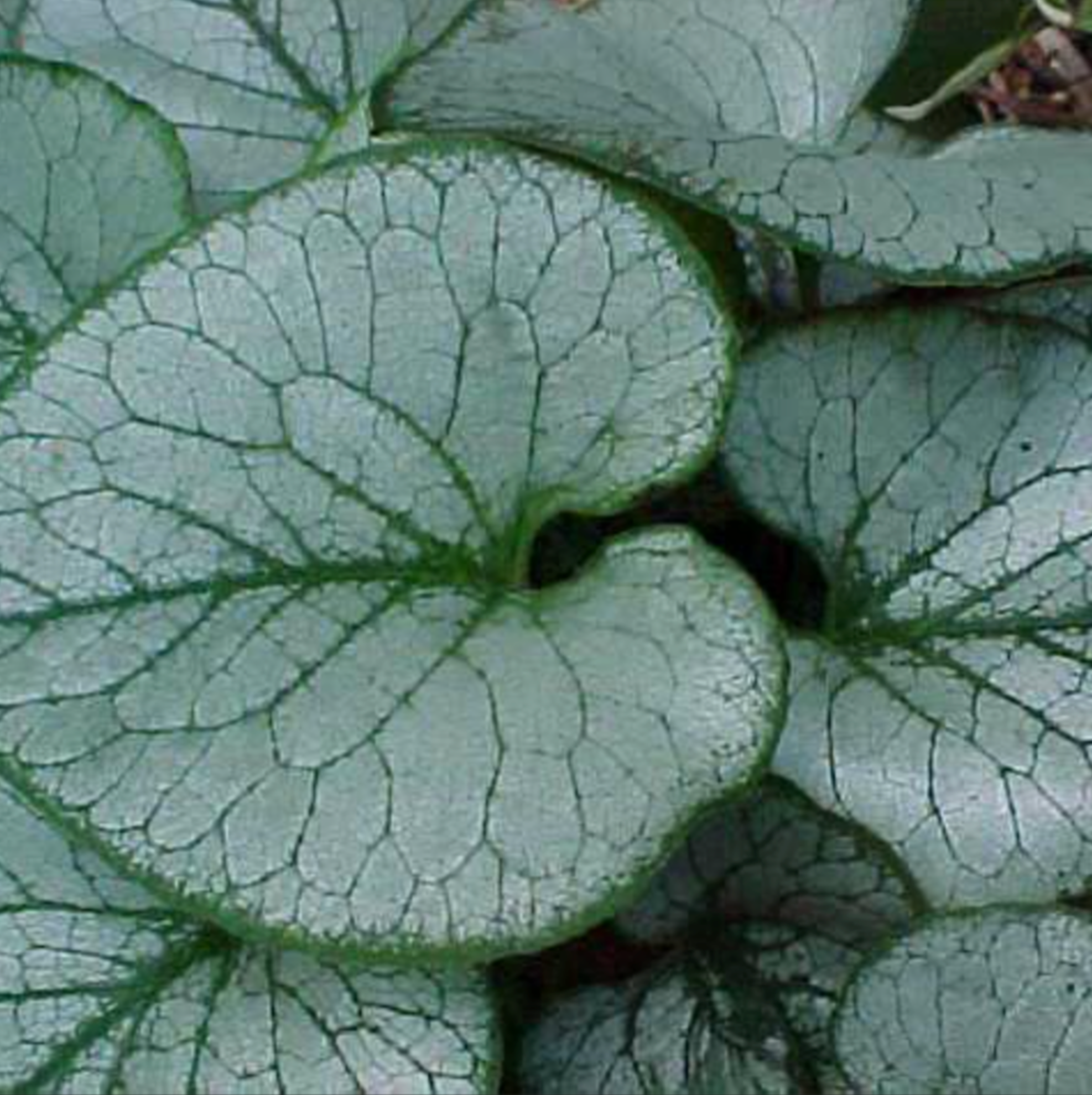 Brunnera macrophylla 'Jack Frost' (Siberian bugloss)