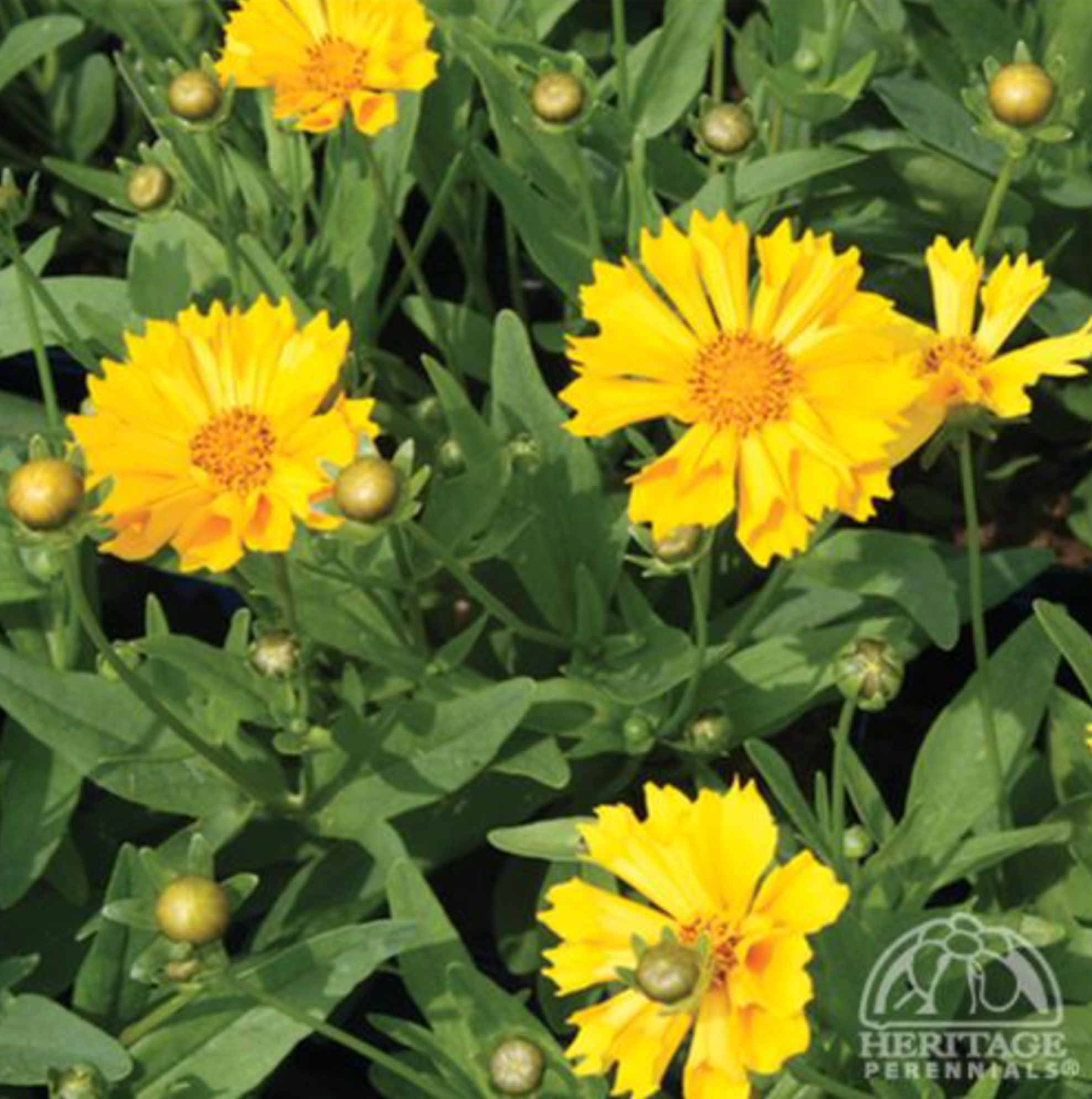 Coreopsis 'Jethro Tull'