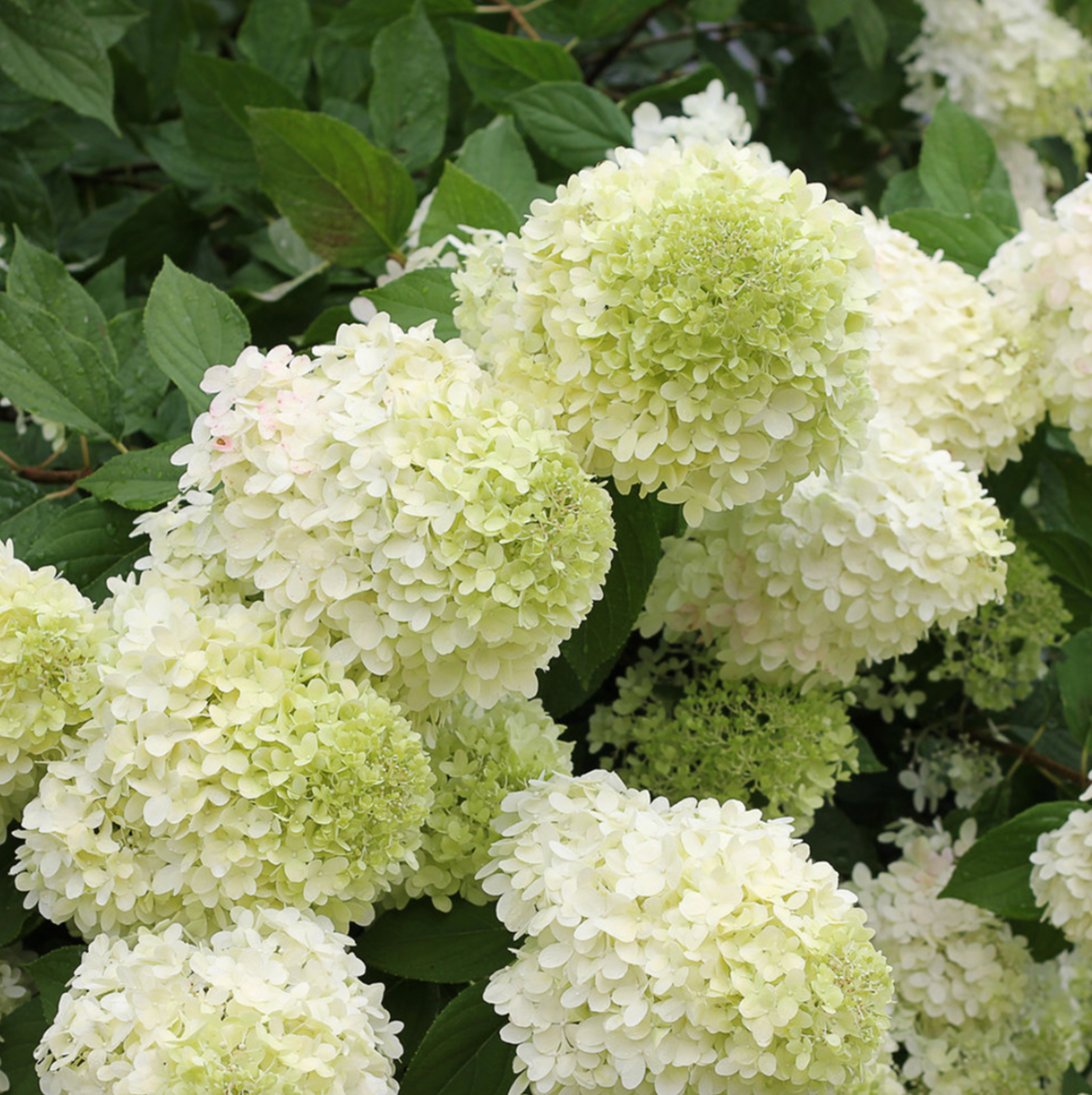 'Limelight PRIME' Hydrangea.  (Hydrangea paniculata)