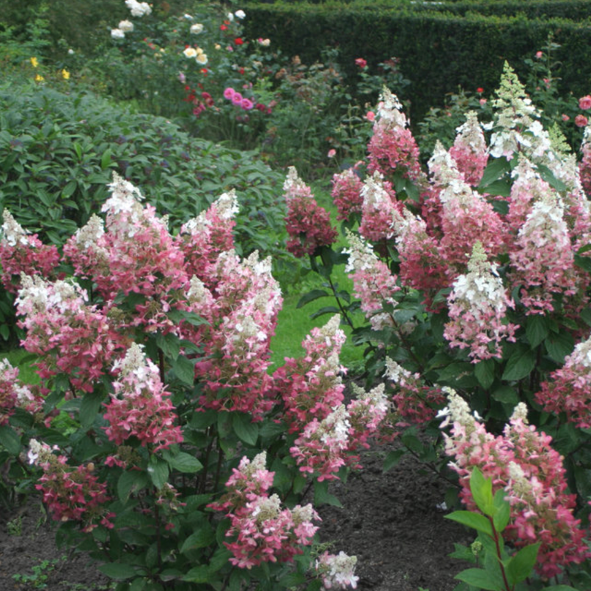 Hardy hydrangea 'Pinky Winky " (Hydrangea paniculata 'Pinky Winky")