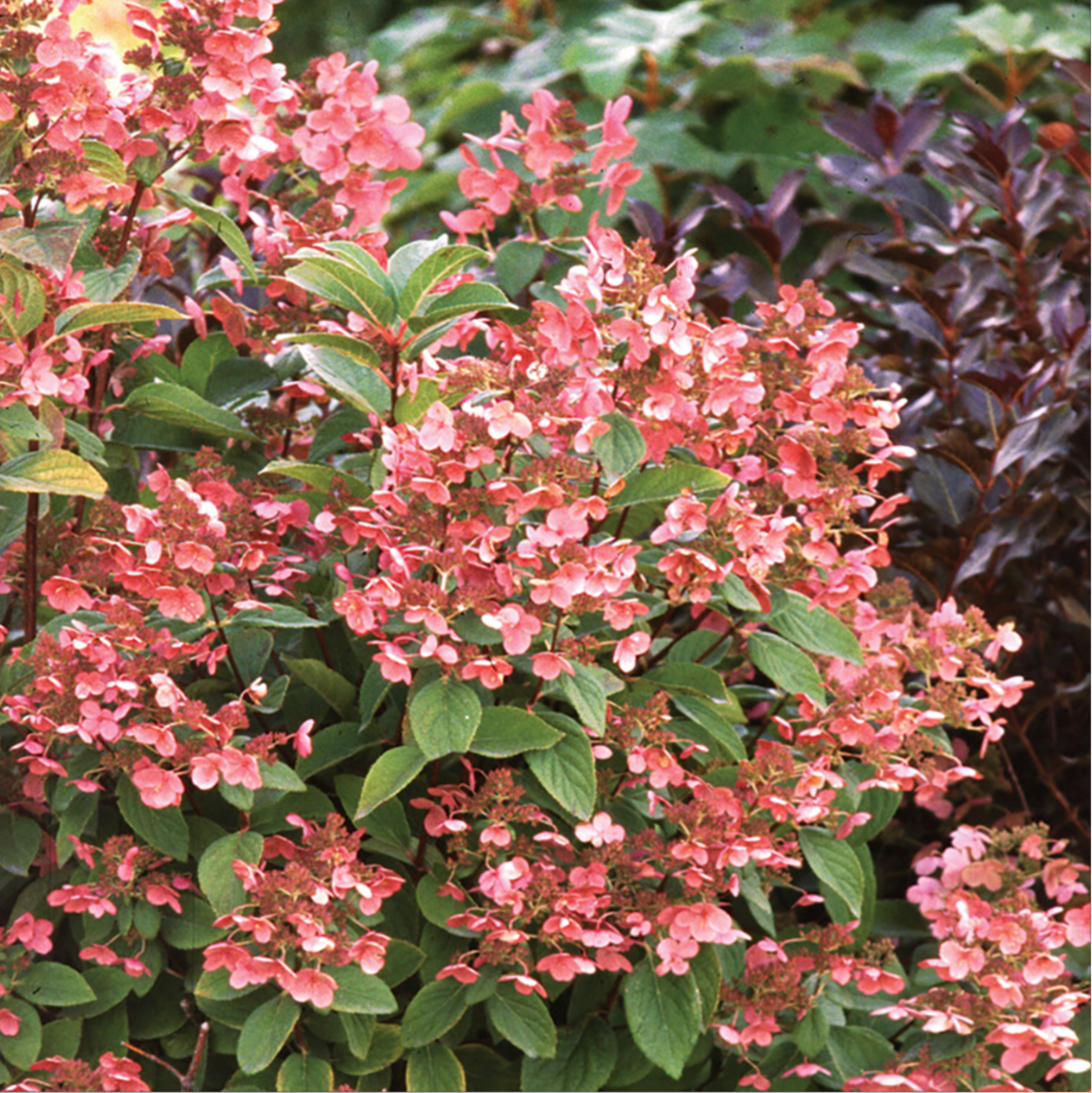 Hardy Hydrangea 'Quick Fire" (Hydrangea Paniculata 'Quick Fire)