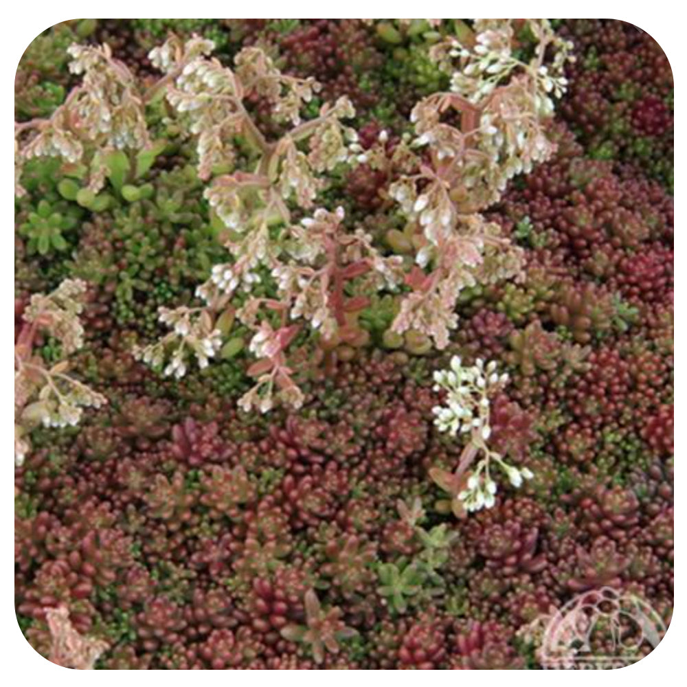 coral carpet succulent Sedum album 'Coral Carpet'