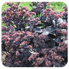 Sedum hybrid ‘Back in Black’ (Black Stonecrop)
