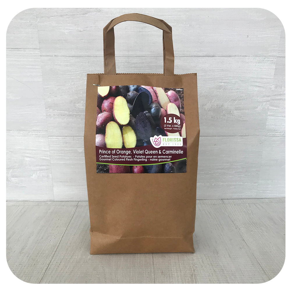 Seed Potatoes Coloured Flesh Sack