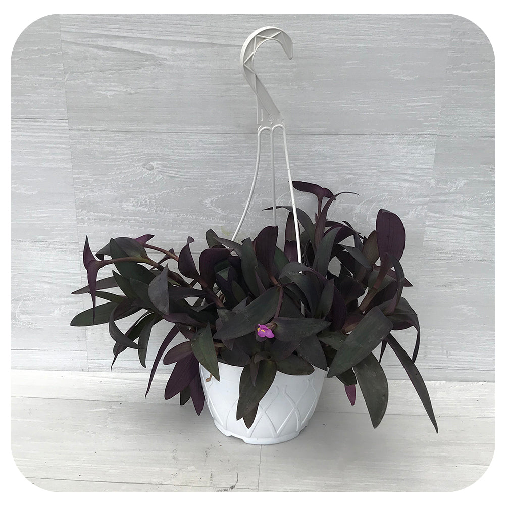 Setcreasea (Purple Heart)