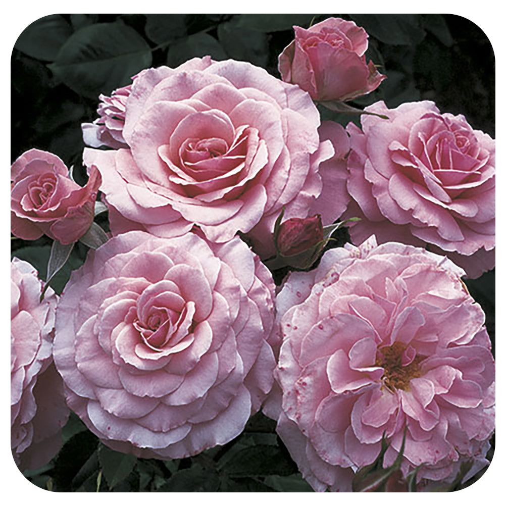 Sexy Rexy by Weeks Roses