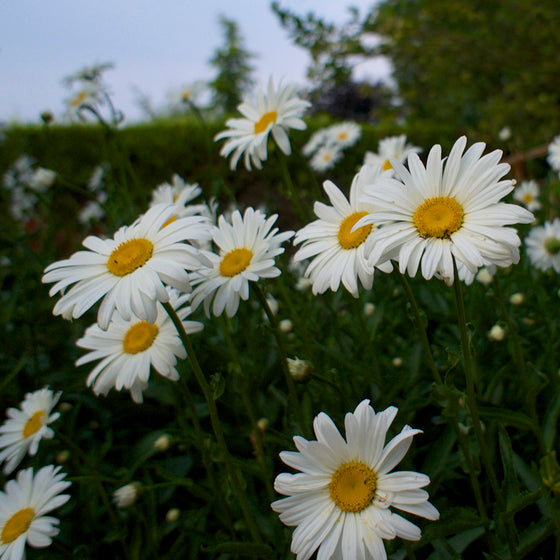 Shasta daisy (Leucanthemum 'Becky')