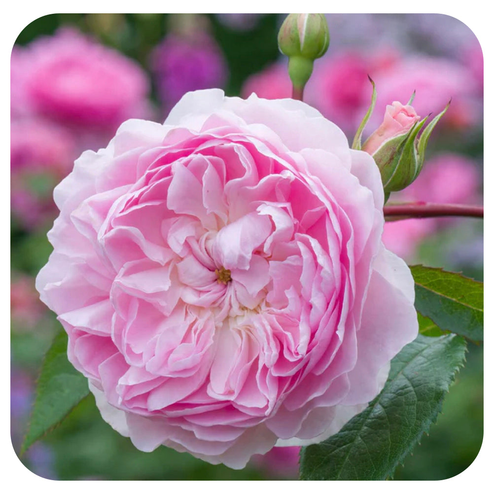 Silas Marner Rose by David Austin