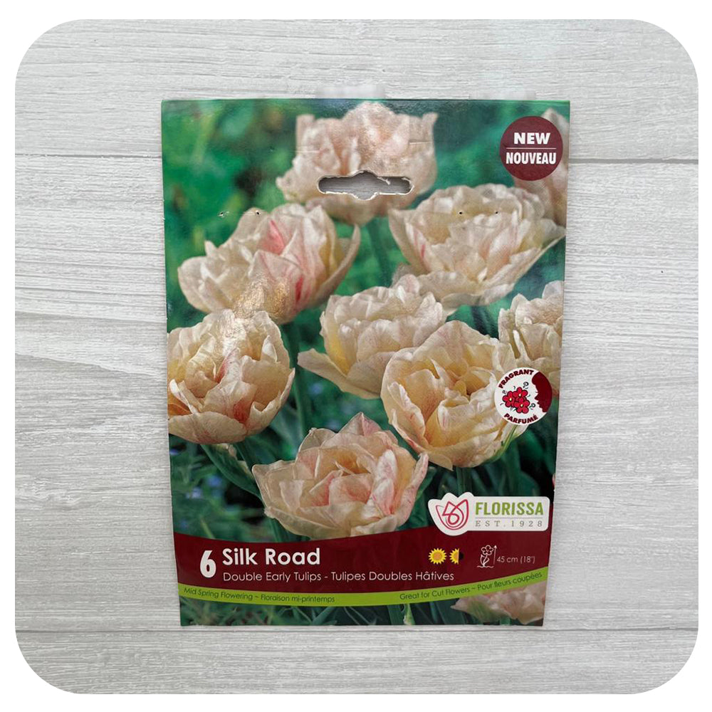 Tulip 'Silk Road'