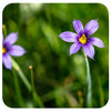 Blue Eyed Grass (sisyrinchium augustifolium lucerne)
