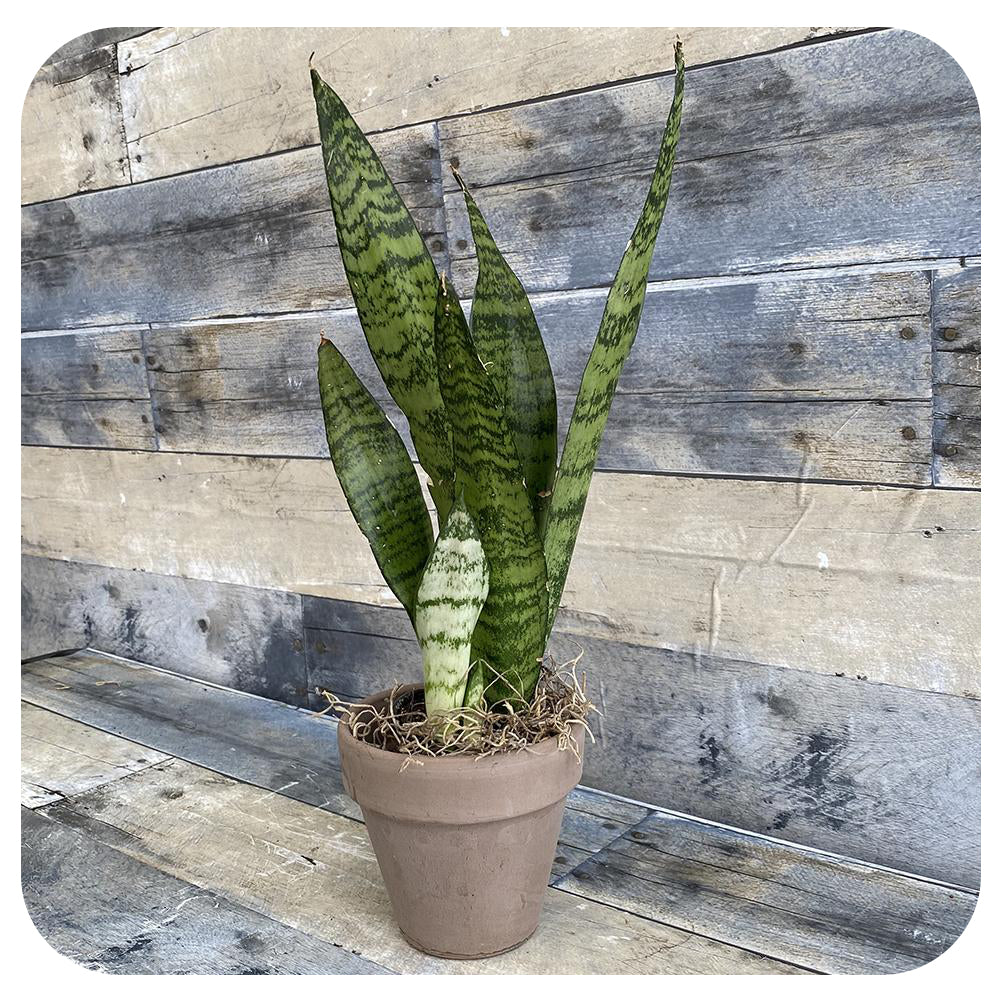 snake plant garden centre Snake Plant Zeylanica (Sansevieria)