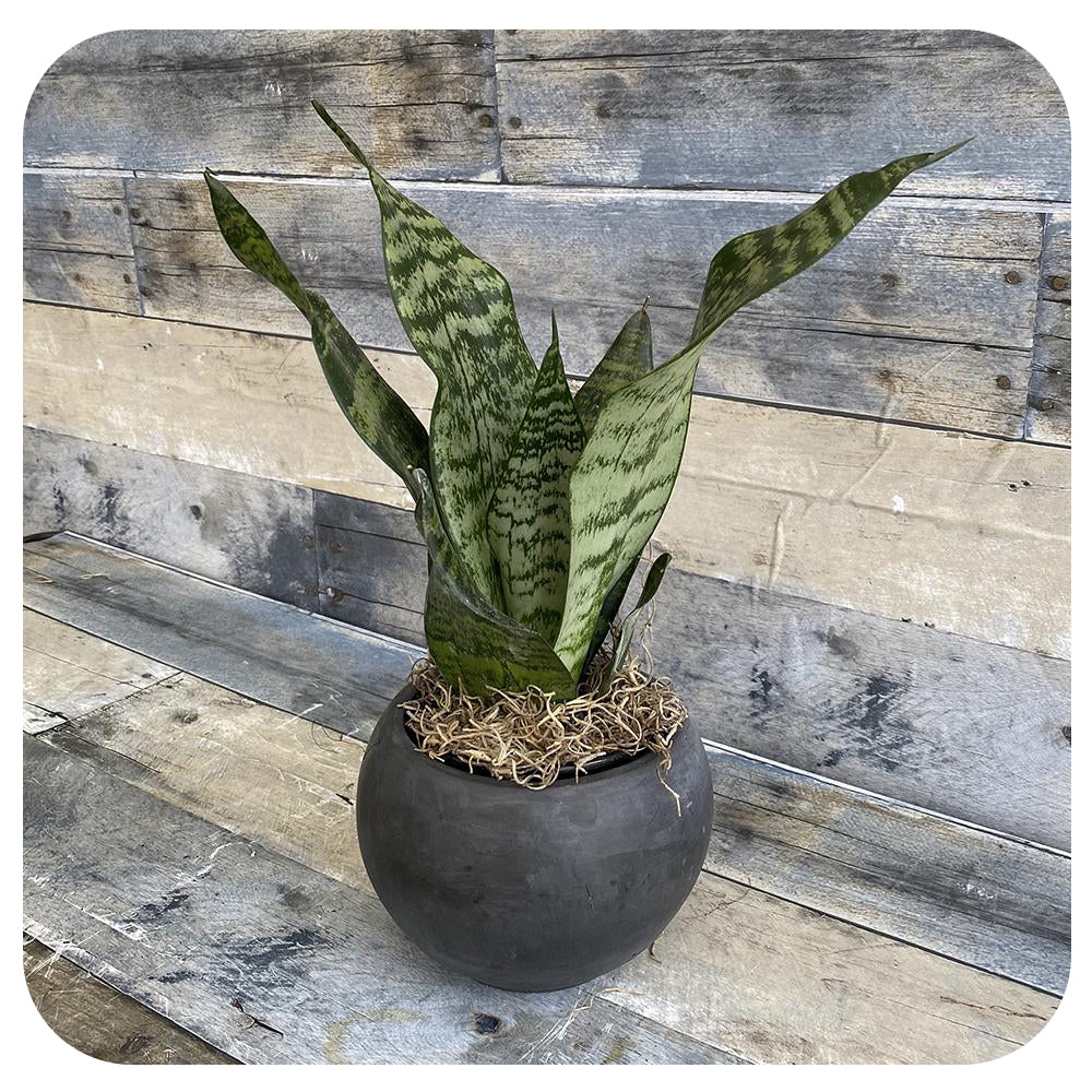 Snake Plant 'Zeylanica' (Sansevieria) Futura Superba