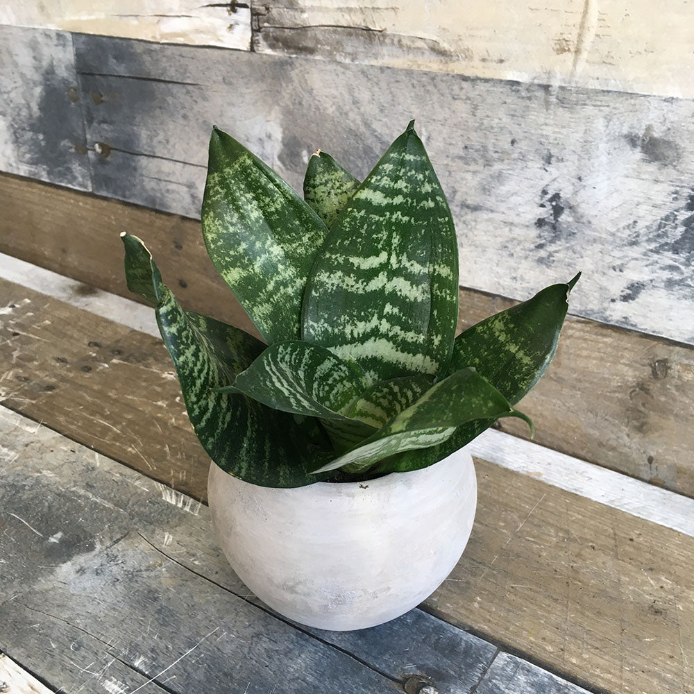 mini sansevieria Mini Snake Plant Hahnii Grey (Sansevieria)