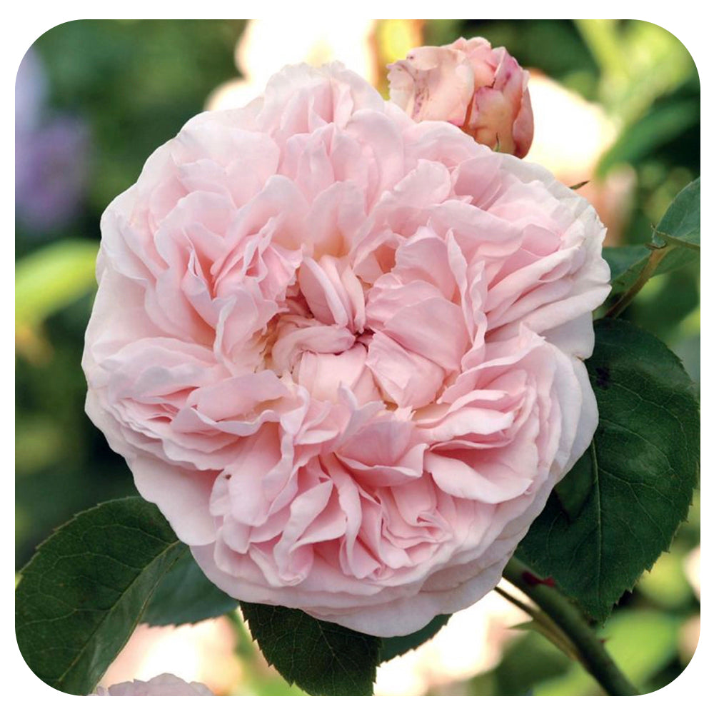 St. Swithun by David Austin