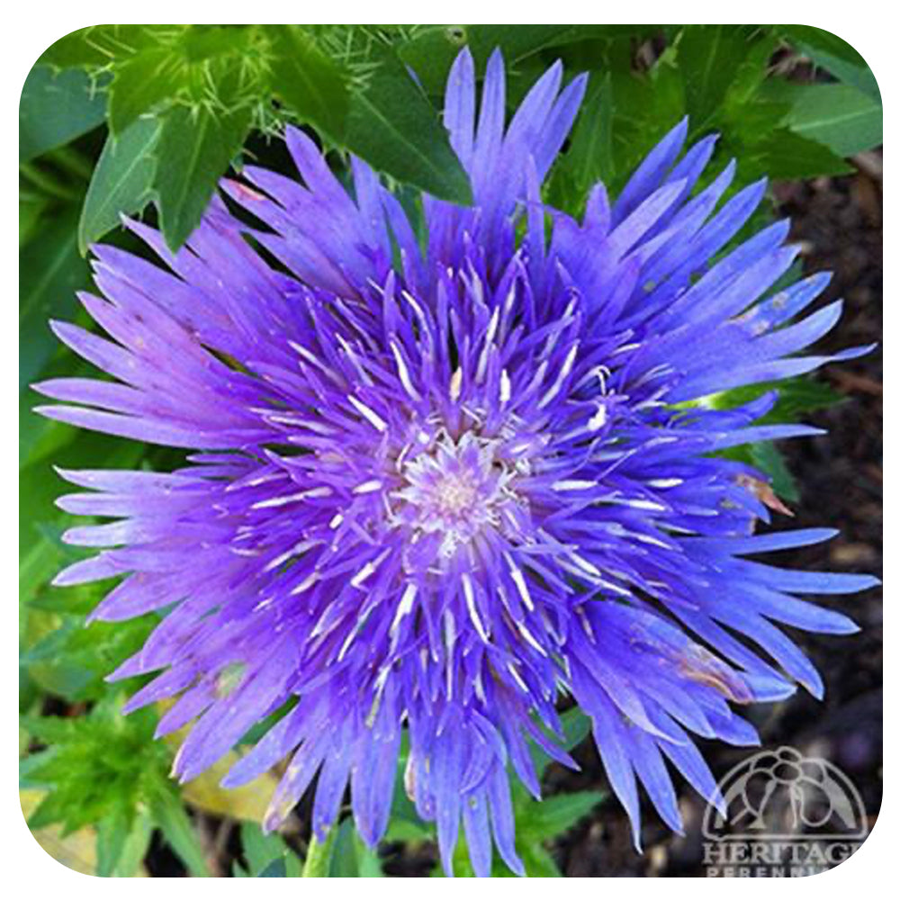 Stokesia laevis 'Mel's Blue' (Stokes' Aster)