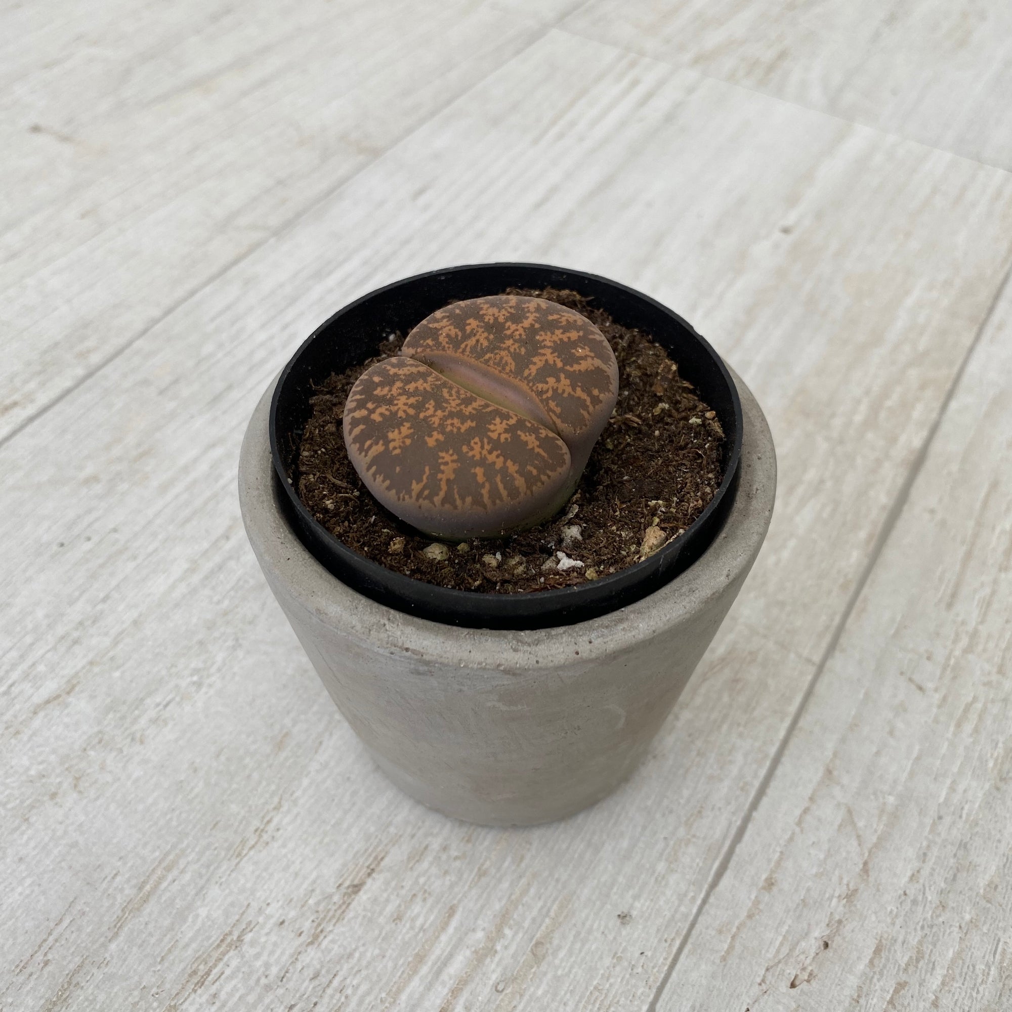 Lithops