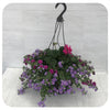 Hanging Basket Sun - Magenta with Blue Bacopa