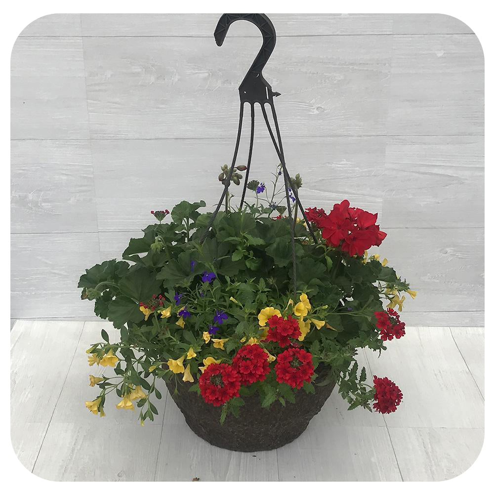 Hanging Basket Sun - Red with yellow calibrachoa and blue lobelia