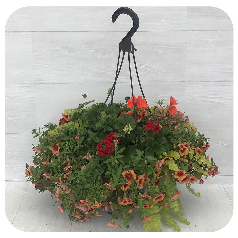 Hanging Basket Sun - Orange with Creeping Jenny and Orange Calibrachoa