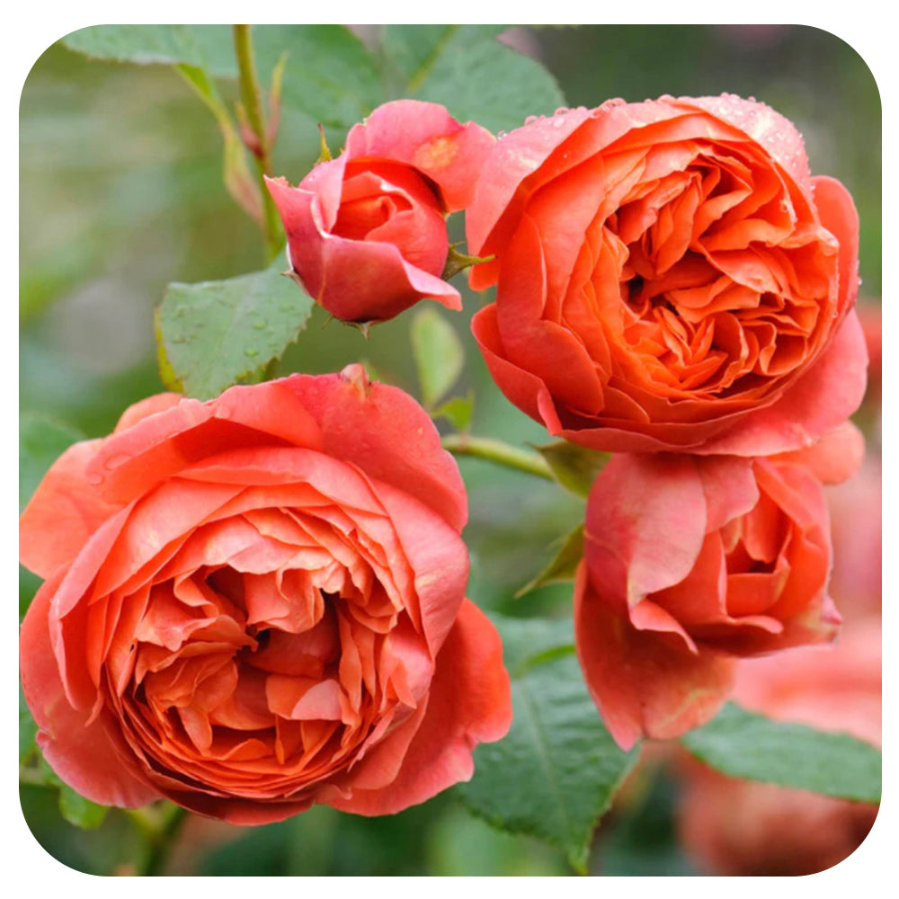Summer Song Rose by David Austin