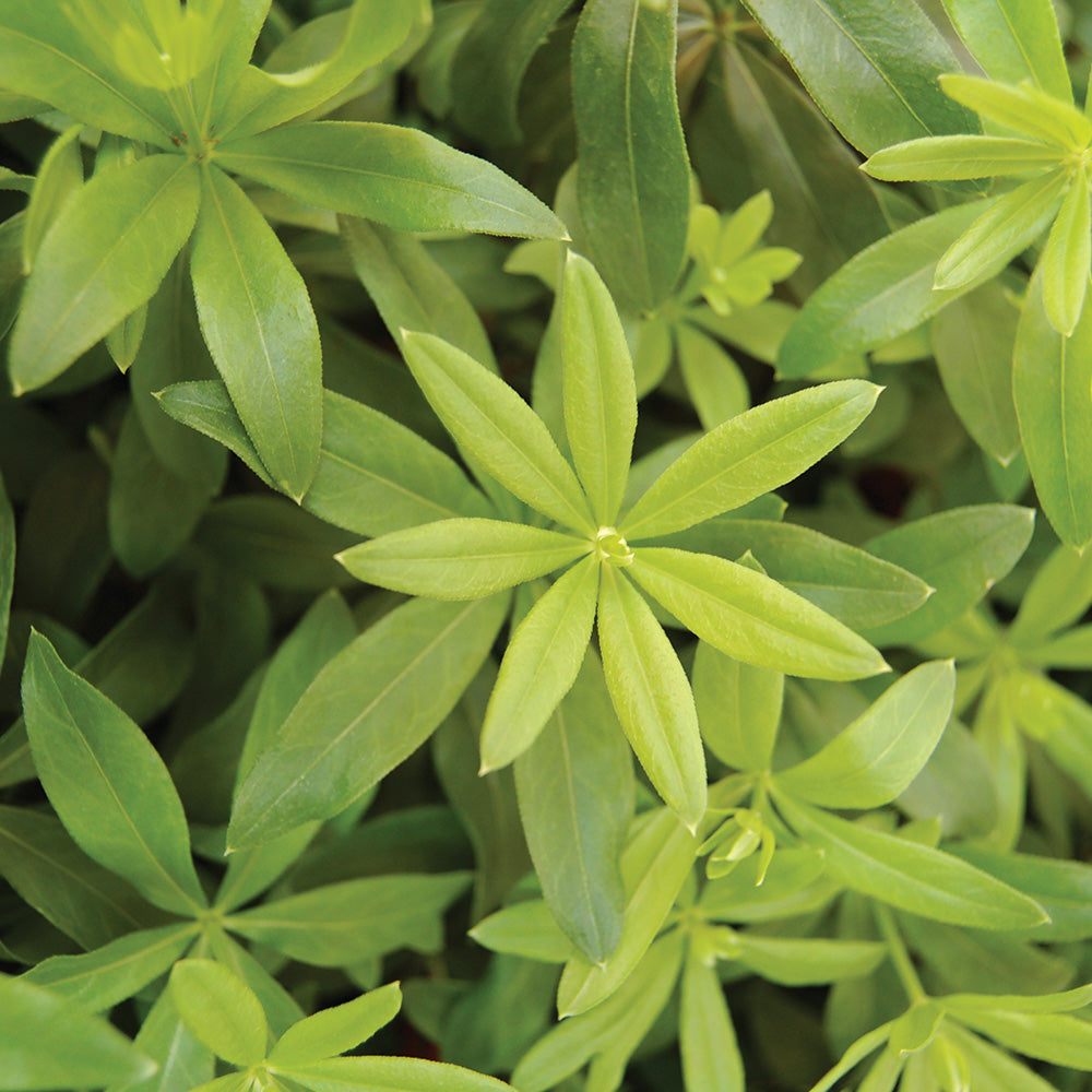 Sweet Woodruff (galium odoratum)