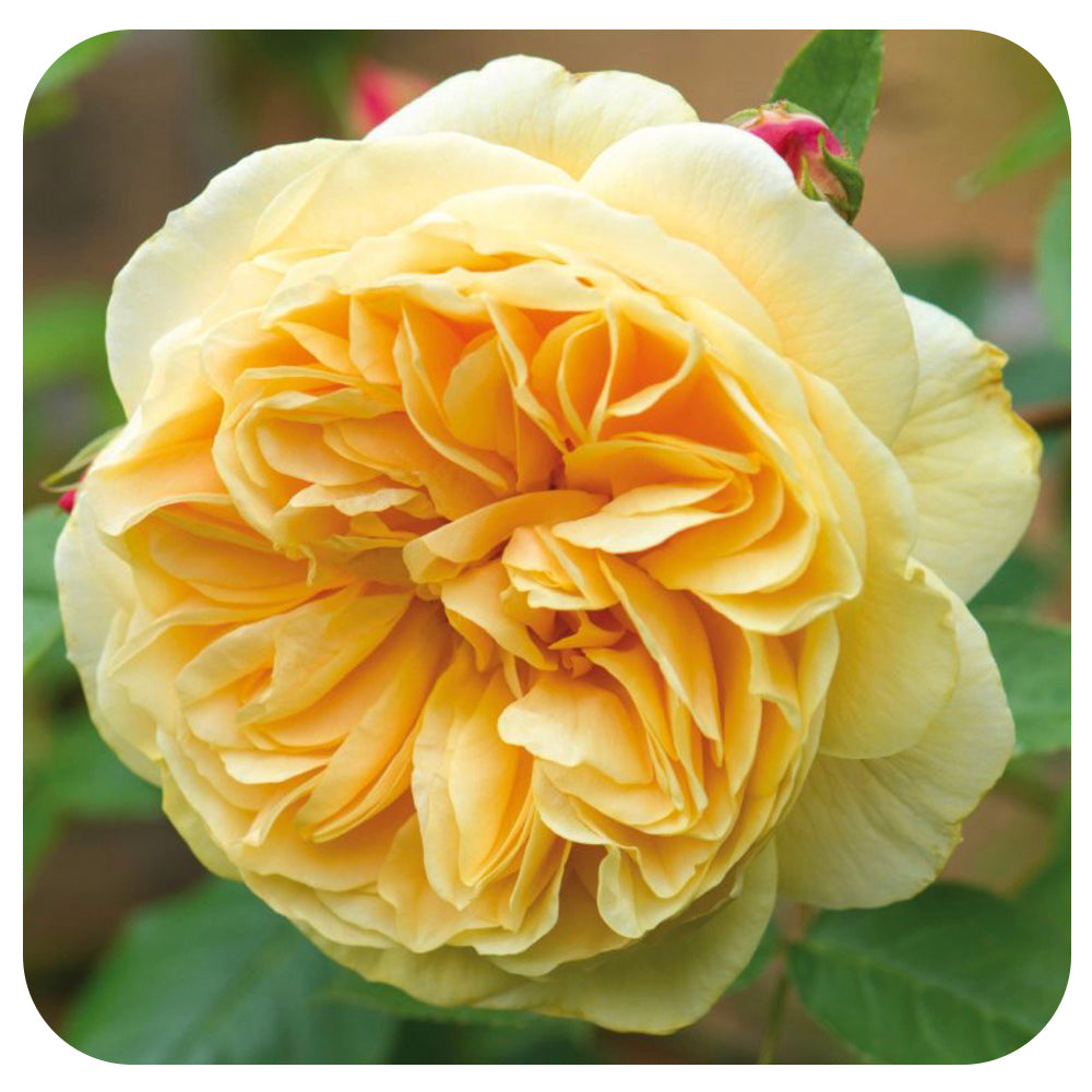 Teasing Georgia by David Austin