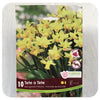 Daffodil  'Tete-a-Tete' (Narcissus)