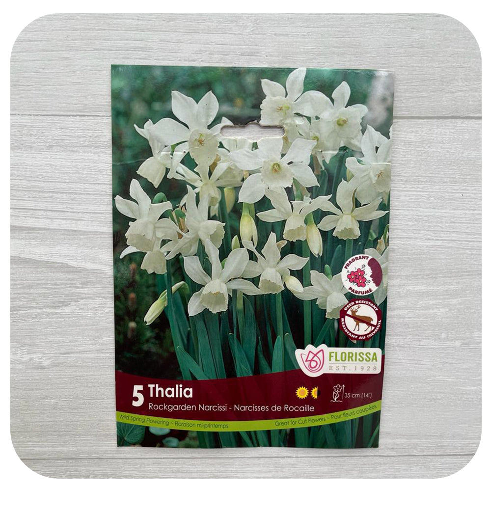 Rockgarden Narcissi 'Thalia'