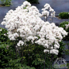 Meadow-Rue - Thalictrum aquilegifolium NIMBUS™ White