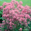 Meadow Rue ‘Nimbus Pink’ (Thalictrum aquilegifolium)