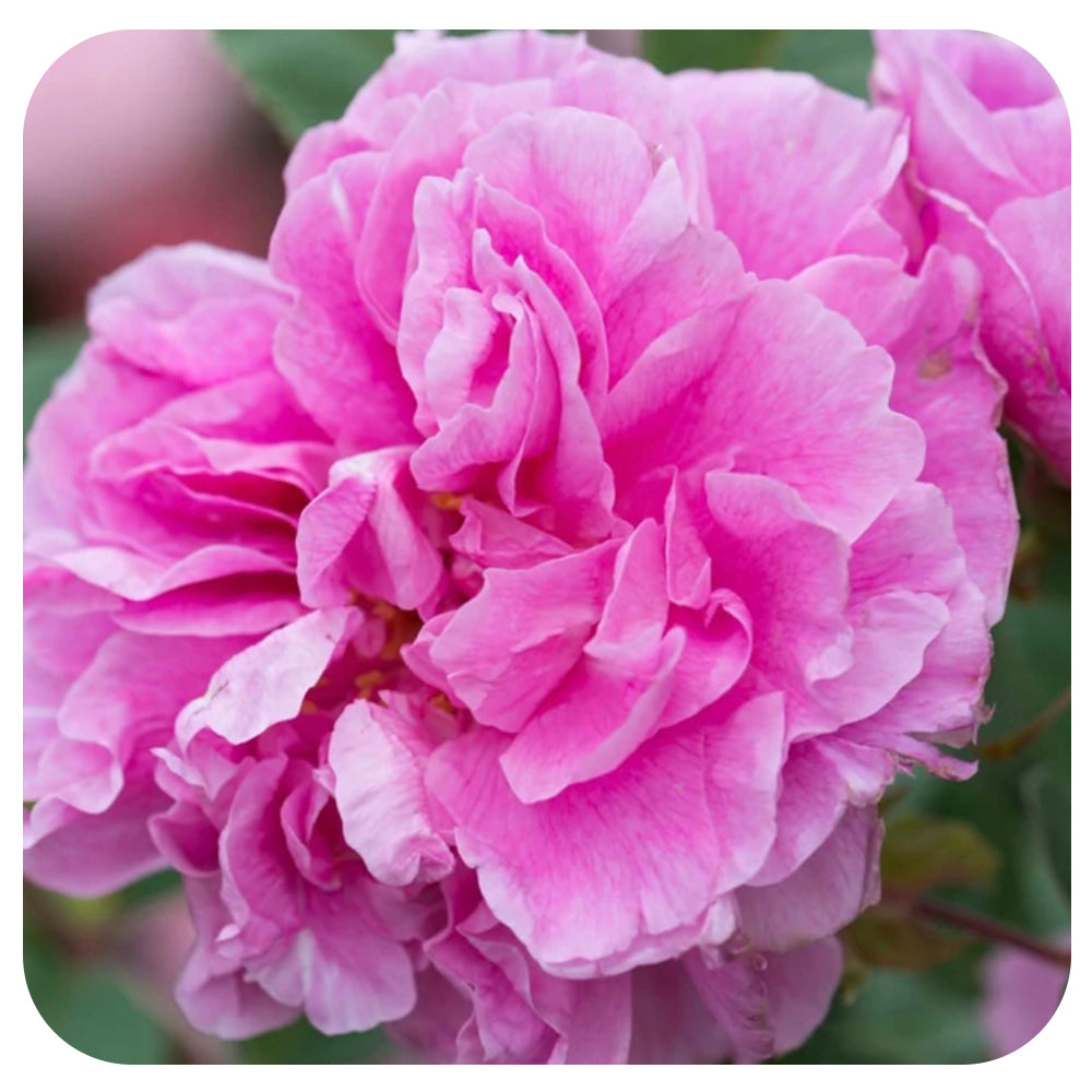 Therese Bugnet by Weeks Roses