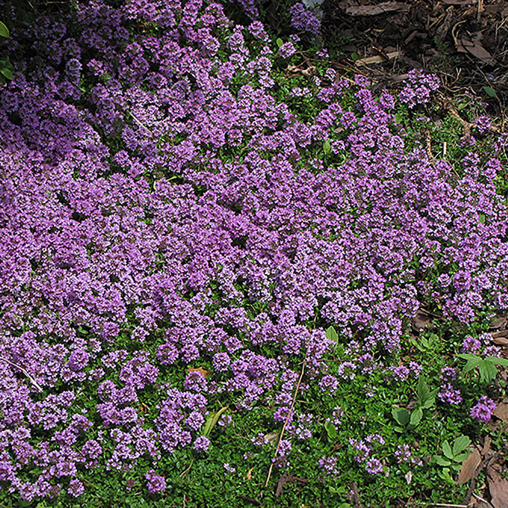 Thyme ‘Purple Carpet’ (Creeping Thyme)