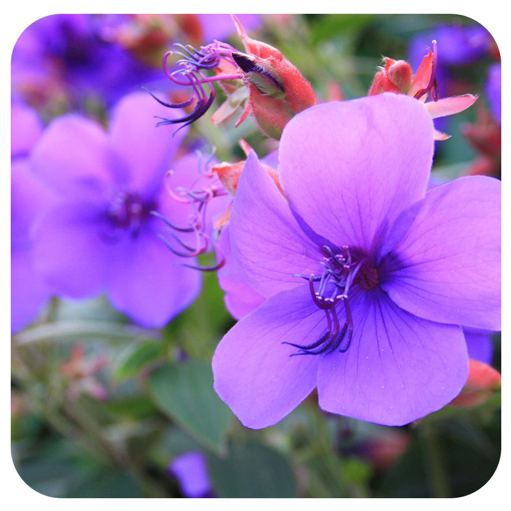 Tibouchina - Standard