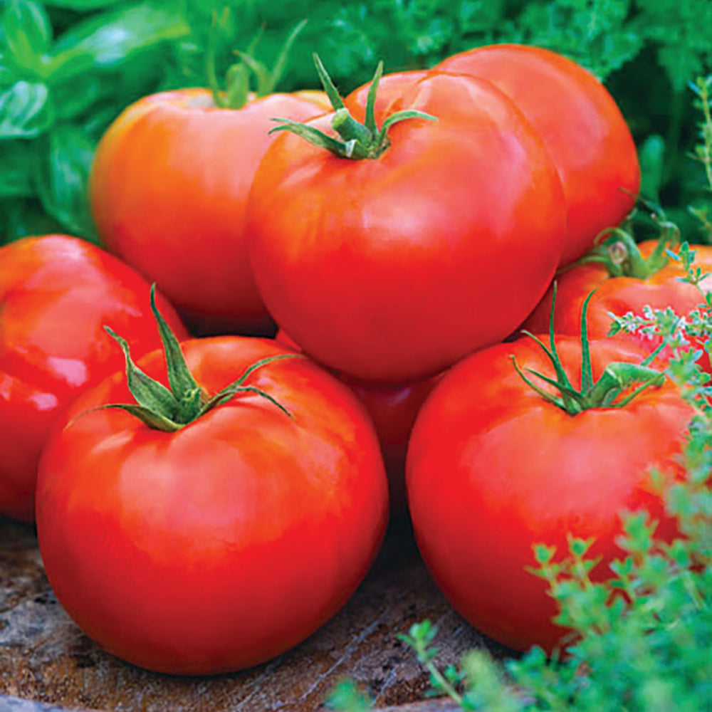 Beefsteak Tomato  (Organic)