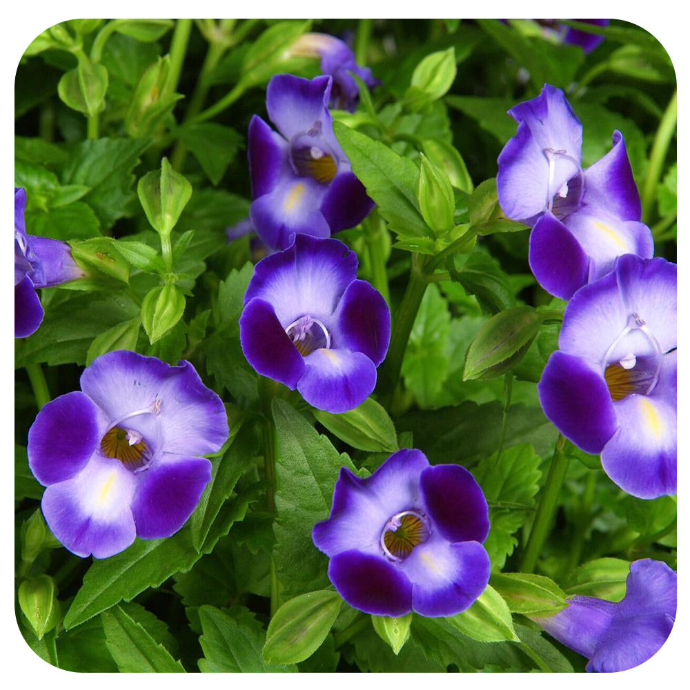 Torenia