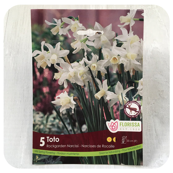 Daffodil 'Toto' (Narcissus)