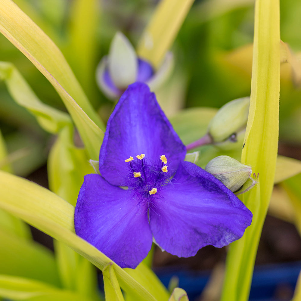Tradescantia ‘Blue and Gold’