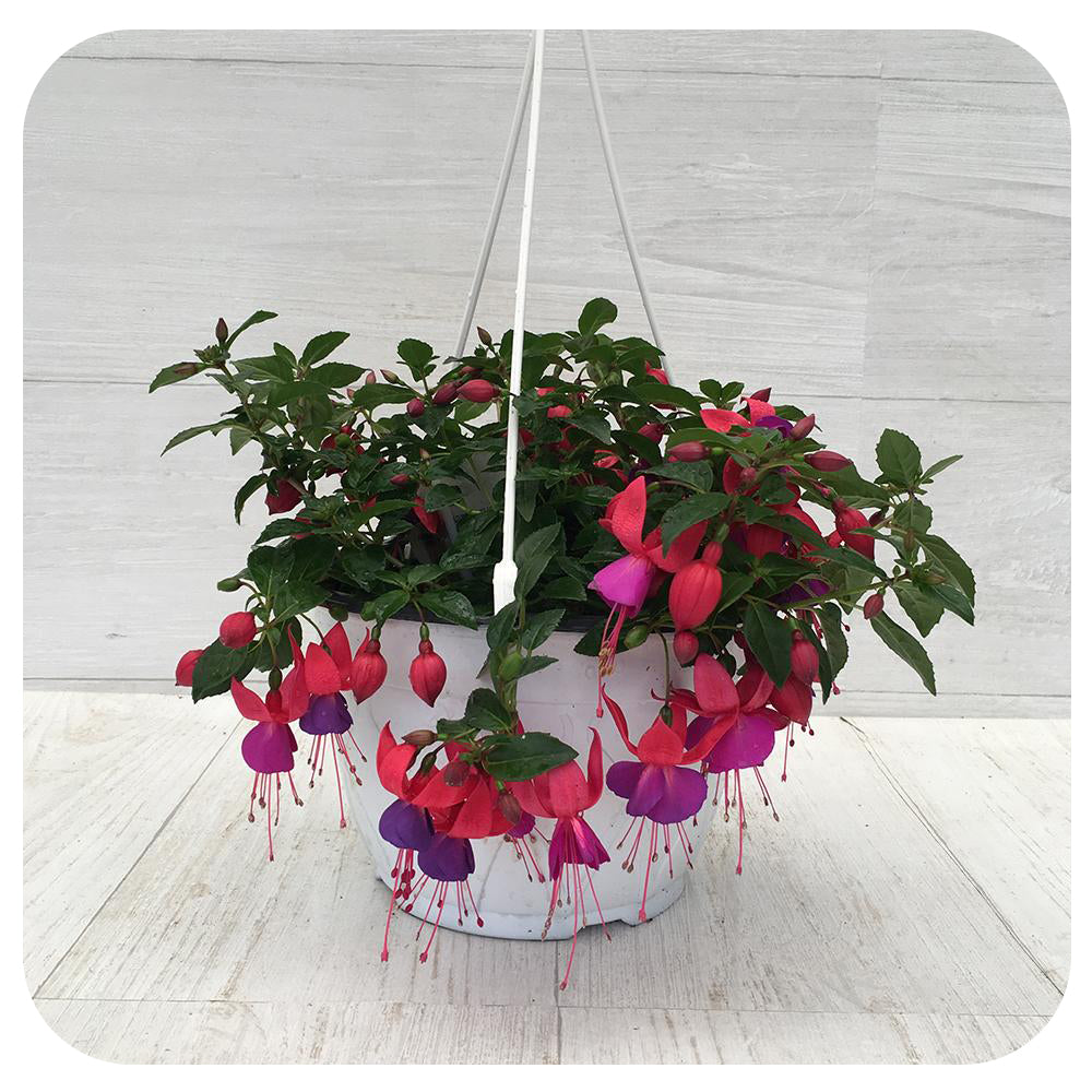 fuchsia plant hanging basket Fuchsia Hanging Basket