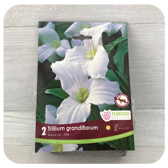 Trillium Grandiflorum (Native)