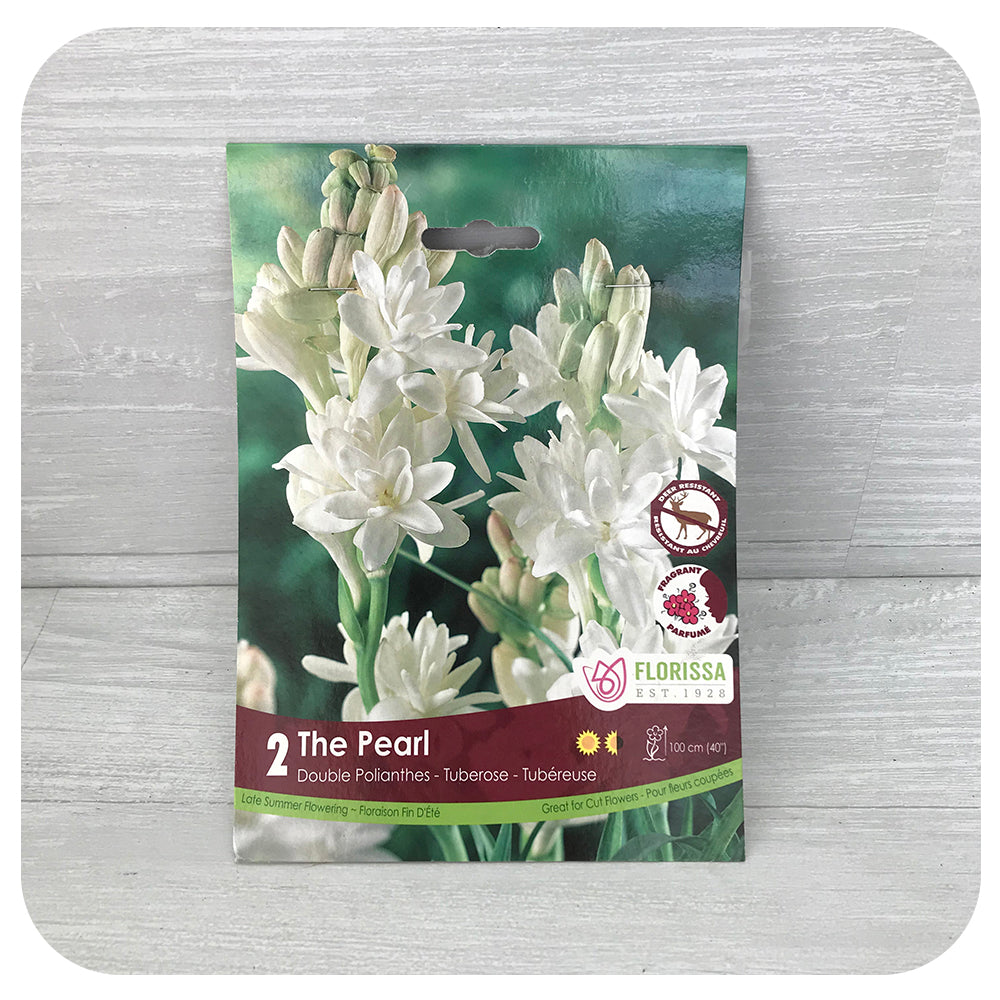 Tuberose Double 'The Pearl'