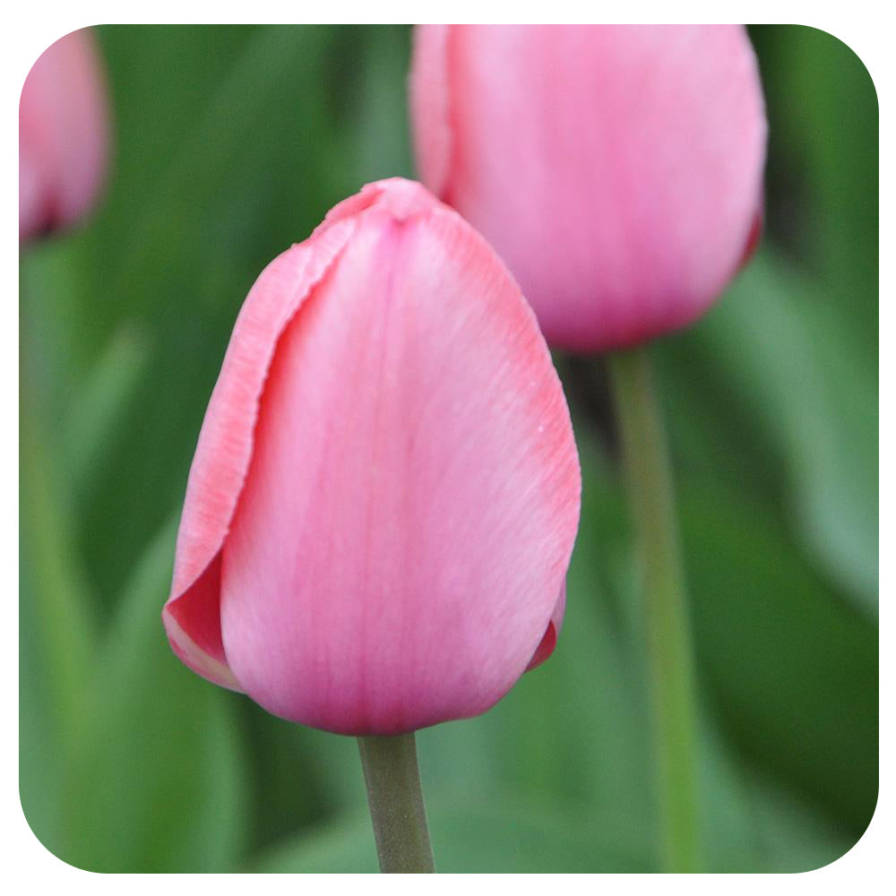 Tulip
