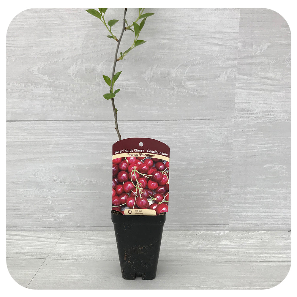 Dwarf Hardy Cherry Tree